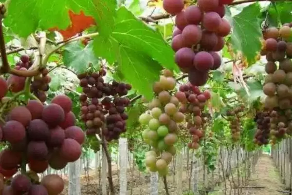 图片[2]-为什么葡萄树不开花不结果？探究葡萄树不开花不结果原因要考虑哪些种植和养护因素？-会东网