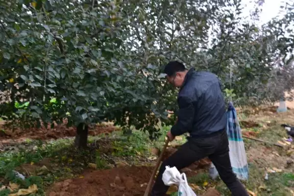 苹果水裂纹发生原因及防治方法,需对症下药插图1 苹果水裂纹发生原因及防治方法,需对症下药插图1