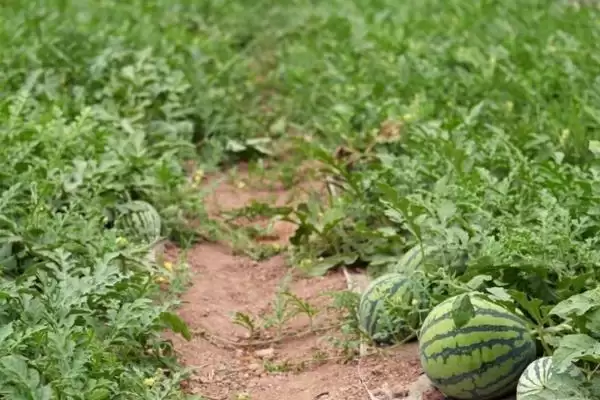确定西瓜一年种植次数的方法和重点？安排西瓜种植次数要做好哪些细节？插图2