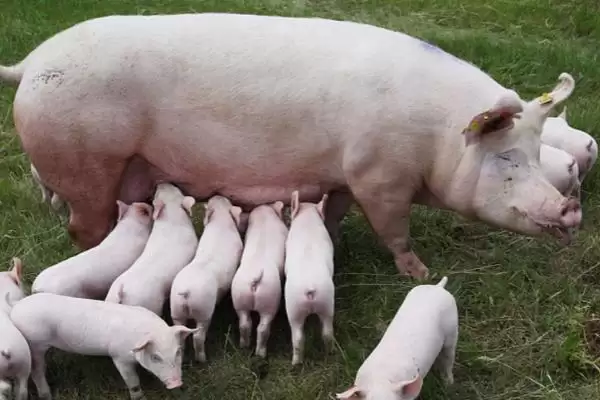 母猪炎症需要使用什么药物呢,母猪炎症可用土霉素、青链霉素和林可霉素插图3