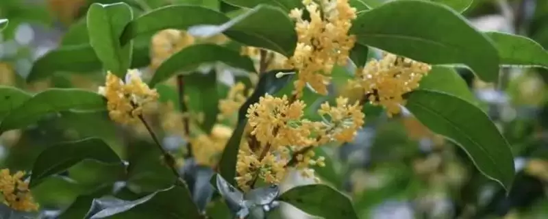 桂花的采摘时间,9-10月份为花期、开花中期适合采收-会东网