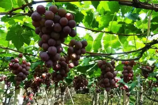 葡萄施硅肥的原因剖析：增强抗病力、提高品质的科学原理插图1