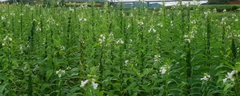 确定芝麻一亩地种子用量的方法和重点？确定芝麻一亩地种子用量要做好哪些细节？-会东网