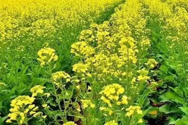 气候变暖是否会影响种植油菜,容易影响油菜的正常积温导致产量下降插图3 气候变暖是否会影响种植油菜,容易影响油菜的正常积温导致产量下降插图3