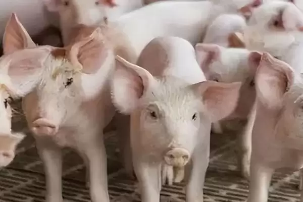 了解仔猪假死原因及急救的方法和重点?养猪要做好哪些应急处理细节?插图3 了解仔猪假死原因及急救的方法和重点?养猪要做好哪些应急处理细节?插图3