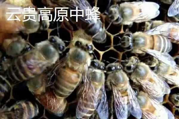 图片[4]-中蜂的品种，群势大小不一-会东网