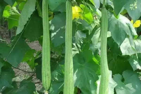 防治丝瓜上面病害的方法和重点？种丝瓜防病害要做好哪些细节？插图2