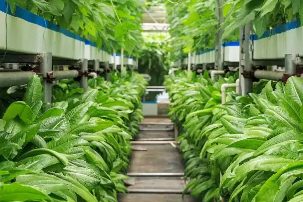 热带种植园农业有什么特点?了解热带种植园农业特点要关注什么?插图5 热带种植园农业有什么特点?了解热带种植园农业特点要关注什么?插图5