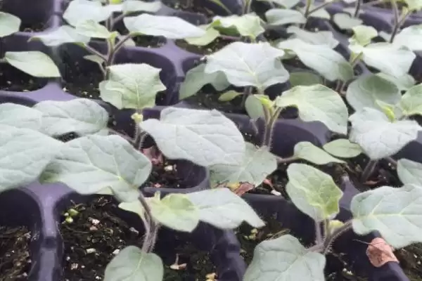 茄子苗盘育苗技巧:种子处理后播种的操作要点插图3 茄子苗盘育苗技巧:种子处理后播种的操作要点插图3