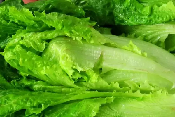 图片[12]-夏天种能快速生长蔬菜的种类和要点？夏天选种速生蔬菜需关注哪些品种？-会东网