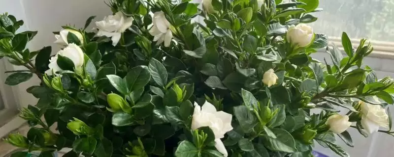 让栀子花爆盆的方法？让栀子花爆盆要做好哪些重要步骤？-会东网