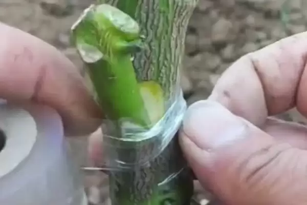 辣椒的嫁接方式 ,辣椒嫁接有哪些具体的方式呢?插图1 辣椒的嫁接方式 ,辣椒嫁接有哪些具体的方式呢?插图1