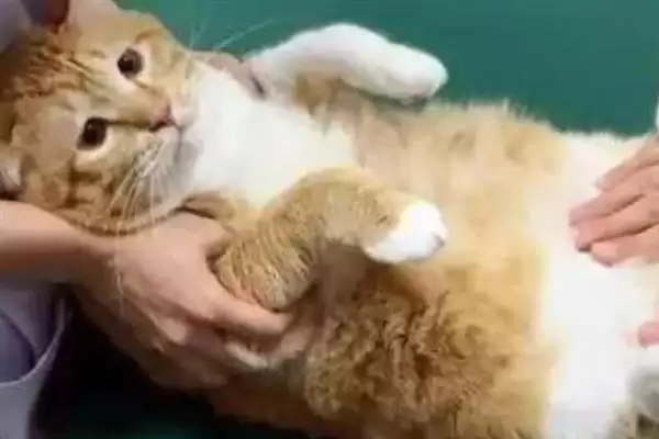 猫咪慢性肝炎是一种什么病症 ,猫咪慢性肝炎是肝脏长期发炎插图2 猫咪慢性肝炎是一种什么病症 ,猫咪慢性肝炎是肝脏长期发炎插图2