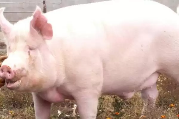 探究猪吃土原因的方法和重点?养猪要做好哪些健康隐患排查细节?插图3 探究猪吃土原因的方法和重点?养猪要做好哪些健康隐患排查细节?插图3