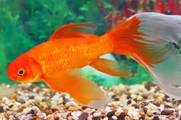 苹果螺有没有毒，属于无毒动物插图2