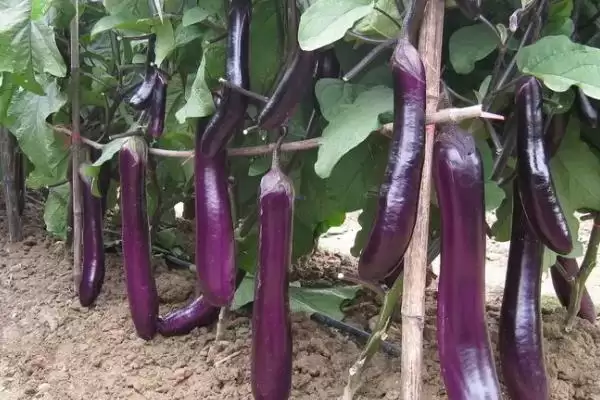 茄子苗品种大揭秘：长茄为何成为常见之选？插图1