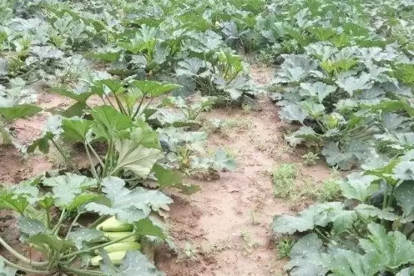 西葫芦种植技术的方法和重点?种西葫芦要做好哪些细节?插图4 西葫芦种植技术的方法和重点?种西葫芦要做好哪些细节?插图4