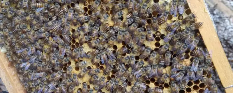 天柱中蜂和阿坝中蜂哪个好，要根据实际情况来综合考量-会东网