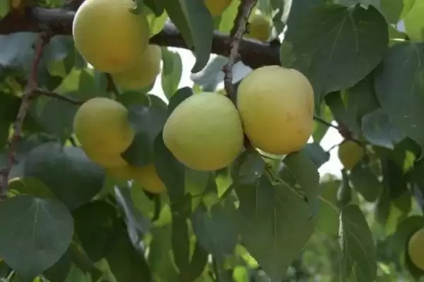 辽宁省锦州市有哪些特色水果,包括北镇葡萄、银白杏、锦州苹果等种类插图2 辽宁省锦州市有哪些特色水果,包括北镇葡萄、银白杏、锦州苹果等种类插图2
