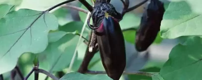 茄子提高坐果率秘籍:定植后及时摘心的关键要点-会东网