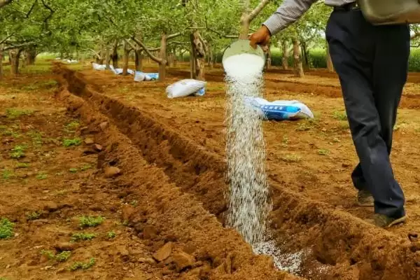 苹果树施肥要点，秋季要早施基肥、旺长树要重施磷钾肥插图1