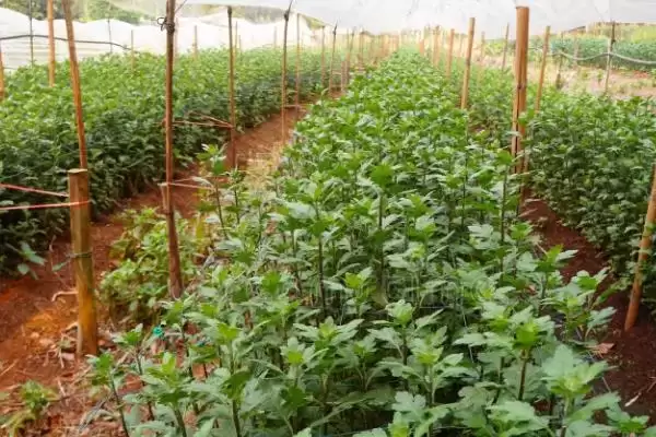 绿菊花的花语有哪些寓意 ,绿菊花有何花语寓意插图5