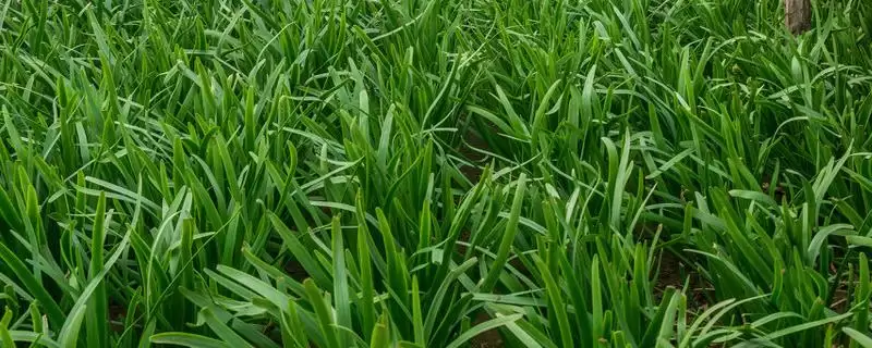 韭菜的施肥方法 ,韭菜施肥有什么特点,为何可重复收割?-会东网