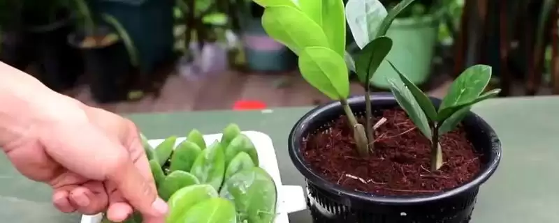 金钱树的扦插时间 ,金钱树在什么季节扦插成功率高-会东网