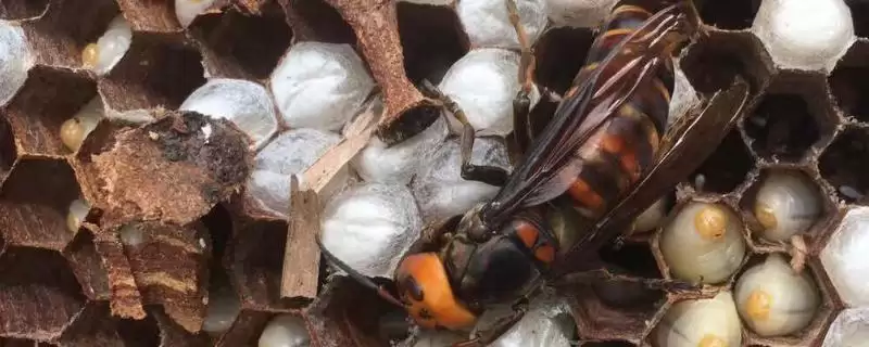 如何防止蜜蜂的天敌胡蜂,可人工捕杀或诱杀插图 如何防止蜜蜂的天敌胡蜂,可人工捕杀或诱杀插图