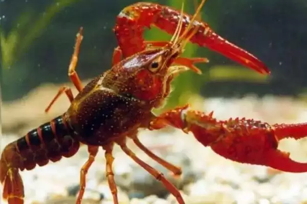 图片[4]-南极小龙虾的神秘世界：生活在150-650米深海域的奇妙生物-会东网