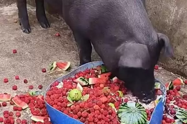 计算小猪从出生到出栏饲料量的方法和重点?养猪要做好哪些成本核算细节?插图2 计算小猪从出生到出栏饲料量的方法和重点?养猪要做好哪些成本核算细节?插图2