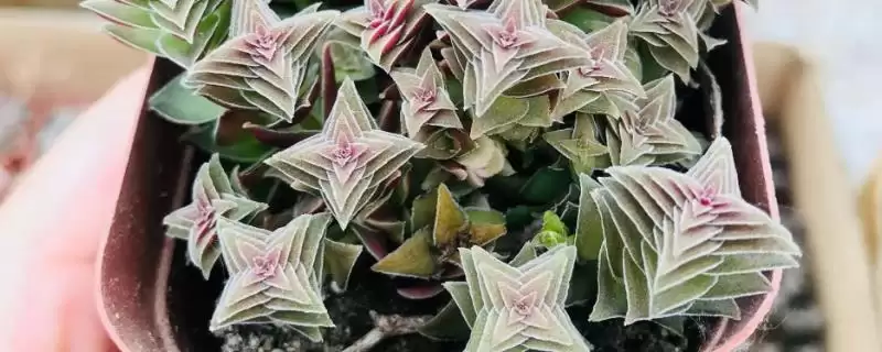 如何养殖茜之塔？养殖茜之塔要遵循哪些科学的养殖方法和步骤？-会东网