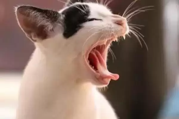 猫支气管哮喘有哪些症状表现 ,猫支气管哮喘急性者呼吸急促等插图1 猫支气管哮喘有哪些症状表现 ,猫支气管哮喘急性者呼吸急促等插图1