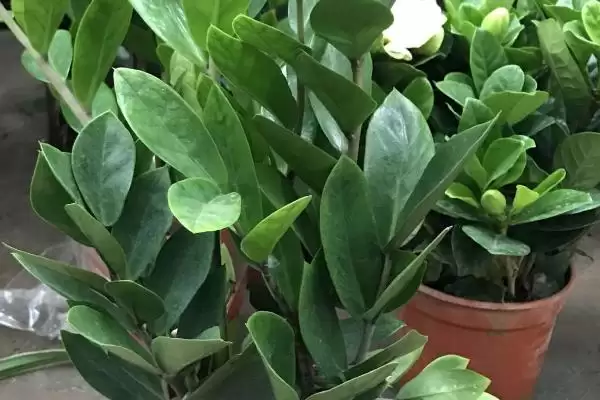 金钱树的繁殖方法 ,金钱树可采用哪些方法进行繁殖插图4 金钱树的繁殖方法 ,金钱树可采用哪些方法进行繁殖插图4