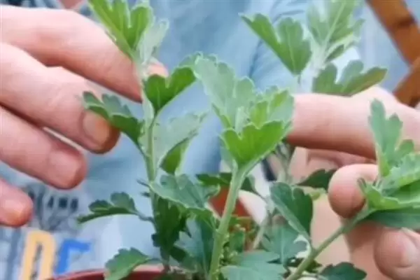 秋季菊花养护秘籍：每天晒光2-3小时的科学依据插图7