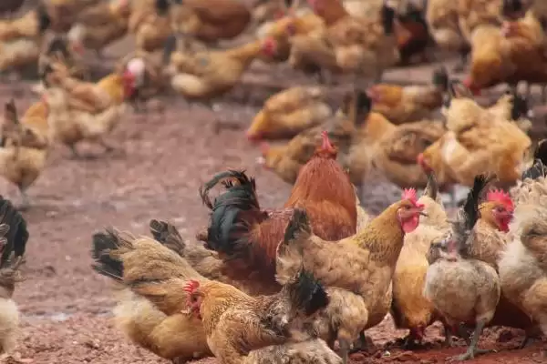 认识土鸡种类特征的方法和重点?养鸡要做好哪些鸡种认知?插图1 认识土鸡种类特征的方法和重点?养鸡要做好哪些鸡种认知?插图1