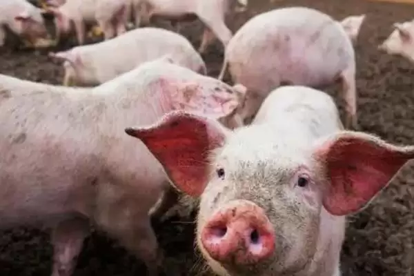 了解一只猪有多少哈拉巴的方法和重点？养猪要做好哪些猪体结构认知细节？插图3