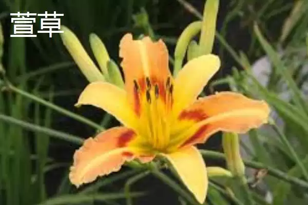 图片[5]-大片金黄的浪漫：结香、黄刺玫、萱草的花卉盛宴-会东网