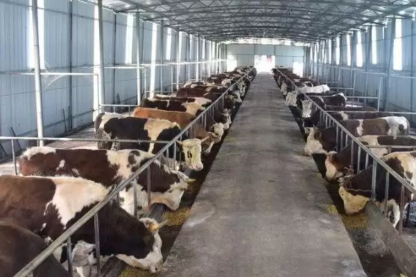 区分猪网油和板油的方法和重点？养猪与猪肉加工原料有哪些关联细节？插图3