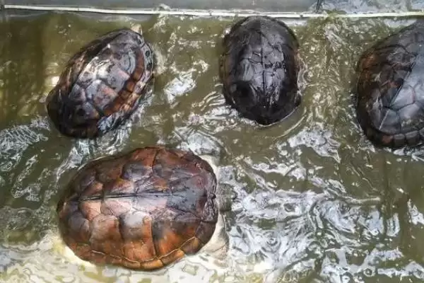 金钱龟的饲养方式 ,金钱龟适合干养还是水养呢插图3 金钱龟的饲养方式 ,金钱龟适合干养还是水养呢插图3