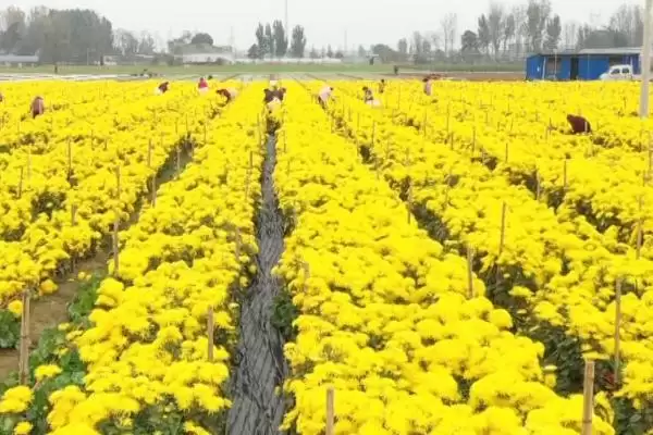 菊花的浇水原则 ,给菊花浇水为何要浇透且不积水呢？插图1