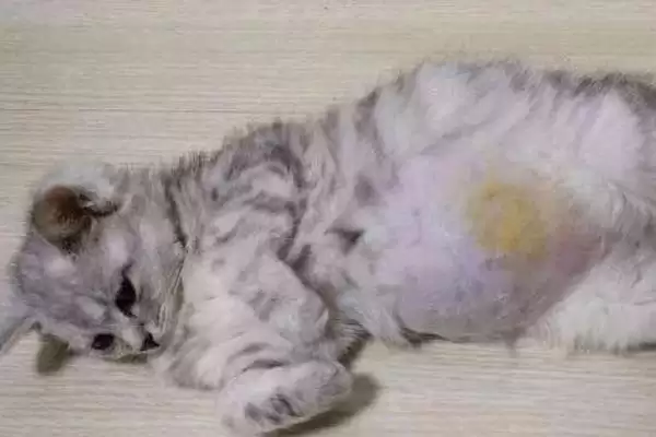 猫传腹的症状有哪些表现 ,猫传腹初期有何症状插图1 猫传腹的症状有哪些表现 ,猫传腹初期有何症状插图1