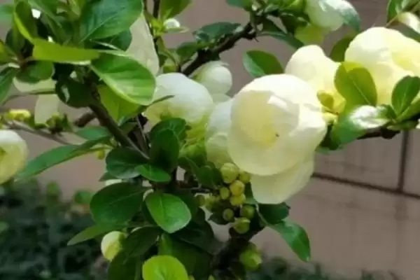 图片[2]-绿色海棠花属于什么品种 ,绿色海棠花是怎样的品种-会东网