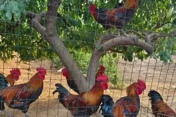 计算散养土鸡成本的方法和重点?养鸡要做好哪些成本核算?插图17 计算散养土鸡成本的方法和重点?养鸡要做好哪些成本核算?插图17