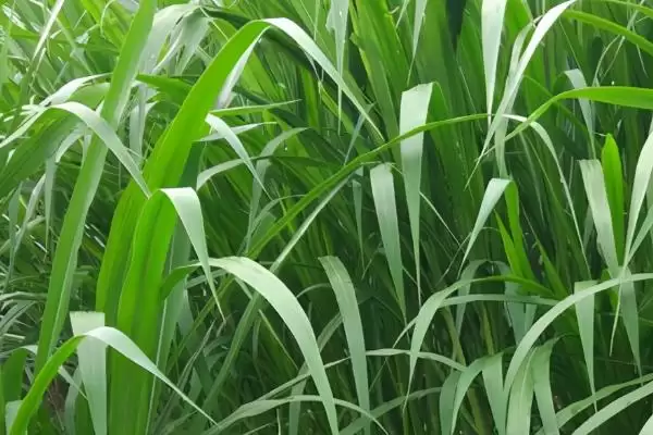 图片[3]-甜象草的栽培技术？栽培甜象草要遵循哪些科学的种植方法和管理要点？-会东网