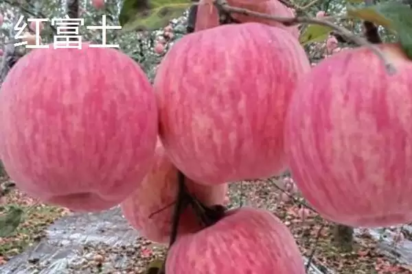 常见的苹果品种，红富士、金帅、红将军等品种较常见插图7