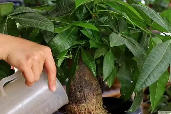 图片[4]-种植发财树的方法和要点？种植发财树要掌握哪些关键步骤？-会东网