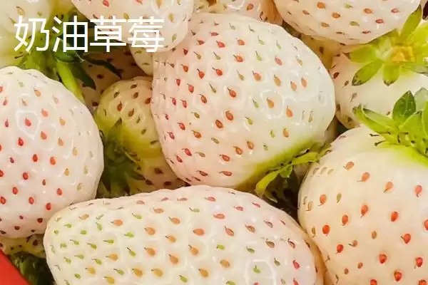 图片[7]-了解我国大陆地区最贵水果的方法和重点？认识大陆最贵水果要做好哪些细节？-会东网