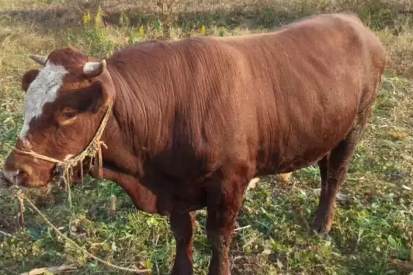 牛不打栏怎么办？骨粉、矿物质和微量元素来帮忙插图2