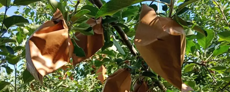 苹果套袋注意事项,应选用质量合格的纸袋-会东网
